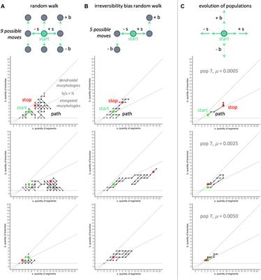 Morphological Evolution: Bioinspired Methods for Analyzing Bioinspired Robots